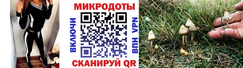 закладка Берёзовка Псилоцибиновые грибы Psilocybe